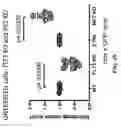Fig. 45 - Method of increasing satellite cell proliferation with an HDAC inhibitor