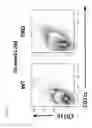 Fig. 08 - INHIBITION OF EXPANSION AND FUNCTION OF PATHOGENIC AGE-ASSOCIATED B CELLS AND USE FOR THE PREVENTION AND TREATMENT OF AUTOIMMUNE DISEASE