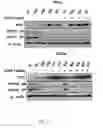 Fig. 02 - METHOD FOR MAINTAINING INCREASED INTRACELLULAR p53 LEVEL, INDUCED BY PLATINUM-BASED ANTICANCER DRUG, AND APPLICATION THEREOF