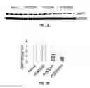 Fig. 07 - COMPOSITIONS AND METHODS FOR TREATING POST OPERATIVE COGNITIVE DYSFUNCTION AND NEUROINFLAMMATION WITH ANNEXIN A1 (ANXA1) PEPTIDES