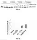 Fig. 08 - COMPOSITIONS AND METHODS FOR TREATING POST OPERATIVE COGNITIVE DYSFUNCTION AND NEUROINFLAMMATION WITH ANNEXIN A1 (ANXA1) PEPTIDES