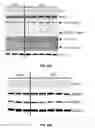 Fig. 22 - COMPOSITIONS AND METHODS FOR TREATING POST OPERATIVE COGNITIVE DYSFUNCTION AND NEUROINFLAMMATION WITH ANNEXIN A1 (ANXA1) PEPTIDES