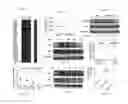 Fig. 08 - COMPOSITIONS AND METHODS FOR TREATMENT AND PREVENTION OF CARDIOVASCULAR DISEASES