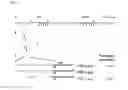 Fig. 02 - PROMOTERS, EXPRESSION CASSETTES, VECTORS, KITS, AND METHODS FOR THE TREATMENT OF ACHROMATOPSIA AND OTHER DISEASES