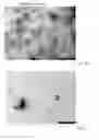 Fig. 06 - NUCLEIC ACID-CATIONIC POLYMER COMPOSITIONS AND METHODS OF MAKING AND USING THE SAME