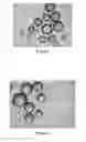 Fig. 03 - Method of sterilization of microparticles