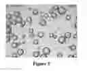 Fig. 04 - Method of sterilization of microparticles