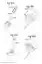 Fig. 24 - Optimized solid substrates, tools for use with same and uses thereof for promoting cell and tissue growth