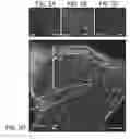 Fig. 07 - Methods for Development and Use of Minimally Polarized Function Cell Micro-Aggregate Units in Tissue Applications Using LGR4, LGR5, and LGR6 Expressing Epithelial Stem Cells