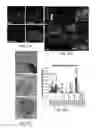 Fig. 28 - Methods for Development and Use of Minimally Polarized Function Cell Micro-Aggregate Units in Tissue Applications Using LGR4, LGR5, and LGR6 Expressing Epithelial Stem Cells