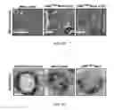Fig. 06 - Methods related to minimally polarized functional units