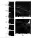 Fig. 16 - Methods related to minimally polarized functional units