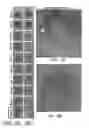 Fig. 27 - Methods related to minimally polarized functional units