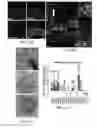 Fig. 28 - Methods related to minimally polarized functional units
