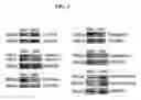 Fig. 02 - COMPOSITIONS AND METHODS FOR URINARY BLADDER REGENERATION