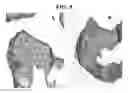 Fig. 12 - COMPOSITIONS AND METHODS FOR URINARY BLADDER REGENERATION