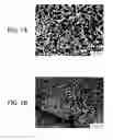 Fig. 02 - Drug coating layer