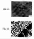 Fig. 03 - Drug coating layer