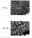 Fig. 04 - Drug coating layer