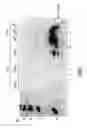Fig. 04 - Reduction of implant infection via tunable stimulation of localized adaptive immune response