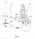 Fig. 02 - High frequency neurostimulation for pelvic symptom control