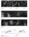 Fig. 35 - METHODS AND COMPOSITIONS FOR TREATING MENTAL DISORDERS AND CONDITIONS