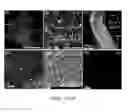 Fig. 15 - Catalyst nanoarchitectures with high activity and stability