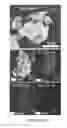 Fig. 27 - Catalyst nanoarchitectures with high activity and stability