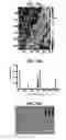 Fig. 28 - Nanoporous gold nanoparticles as high-payload molecular cargos, photothermal/photodynamic therapeutic agents, and ultrahigh surface-to- volume plasmonic sensors