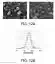 Fig. 12 - POROUS CERAMIC ARTICLE AND METHOD OF MANUFACTURING THE SAME