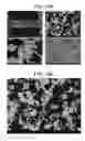 Fig. 20 - POROUS CERAMIC ARTICLE AND METHOD OF MANUFACTURING THE SAME