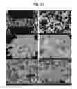 Fig. 22 - POROUS CERAMIC ARTICLE AND METHOD OF MANUFACTURING THE SAME