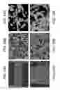 Fig. 25 - POROUS CERAMIC ARTICLE AND METHOD OF MANUFACTURING THE SAME
