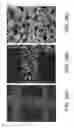 Fig. 29 - POROUS CERAMIC ARTICLE AND METHOD OF MANUFACTURING THE SAME
