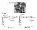 Fig. 02 - Cationic polymer coated mesoporous silica nanoparticles and uses thereof