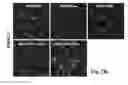 Fig. 04 - Cationic polymer coated mesoporous silica nanoparticles and uses thereof