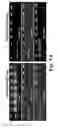 Fig. 08 - Cationic polymer coated mesoporous silica nanoparticles and uses thereof