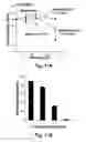 Fig. 16 - Cationic polymer coated mesoporous silica nanoparticles and uses thereof