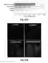 Fig. 30 - Cationic polymer coated mesoporous silica nanoparticles and uses thereof