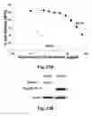 Fig. 34 - Cationic polymer coated mesoporous silica nanoparticles and uses thereof