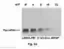 Fig. 35 - Cationic polymer coated mesoporous silica nanoparticles and uses thereof