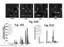 Fig. 47 - Cationic polymer coated mesoporous silica nanoparticles and uses thereof