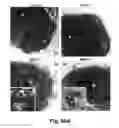 Fig. 65 - Cationic polymer coated mesoporous silica nanoparticles and uses thereof