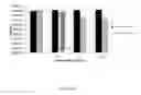 Fig. 26 - Antibiotic sensitivity-restoring and photosensitive agents