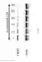 Fig. 02 - Nuclear transport modulators and uses thereof
