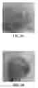 Fig. 03 - PHARMACEUTICAL COMPOSITIONS COMPRISING PERILLYL ALCOHOL DERIVATIVES