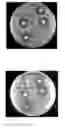 Fig. 04 - Antibacterial bismuth complexes