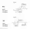 Fig. 22 - Compressed pathways for nonribosomal molecular biosynthesis