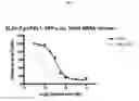 Fig. 07 - SIRP-gamma polypeptide compositions and methods of use