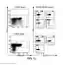 Fig. 04 - BTLA Antibodies and Uses Thereof